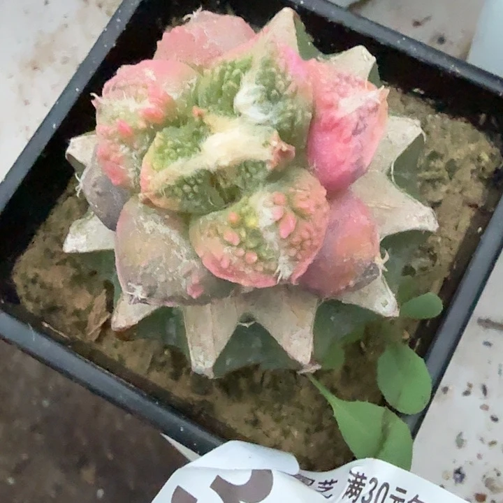 无花朵345梦幻怒涛锦东四