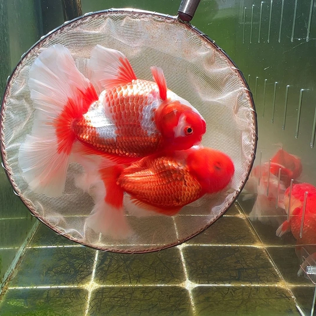 金鱼百褶泰狮亚成15