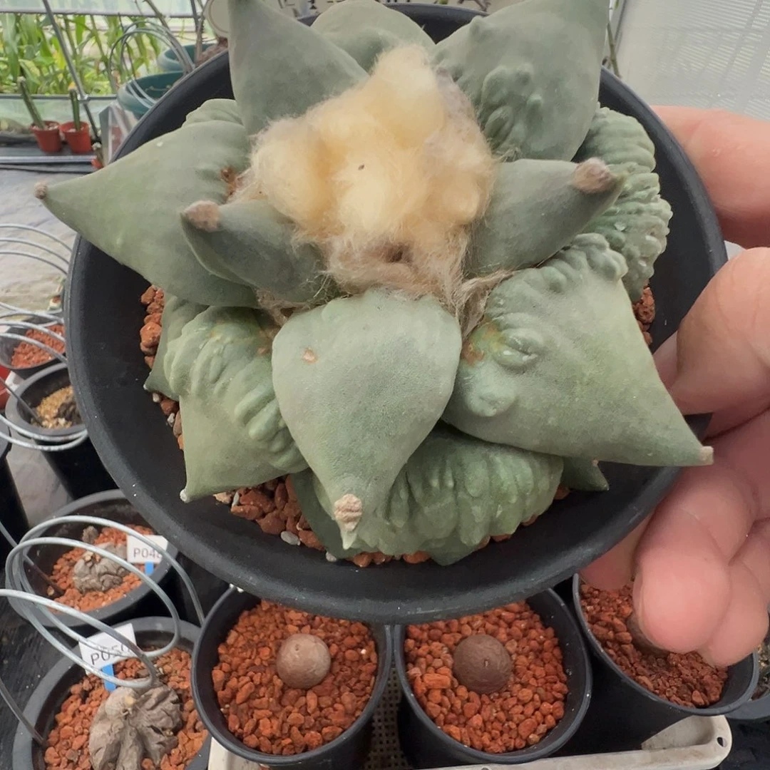 小***️多肉植物专拍 一物一拍