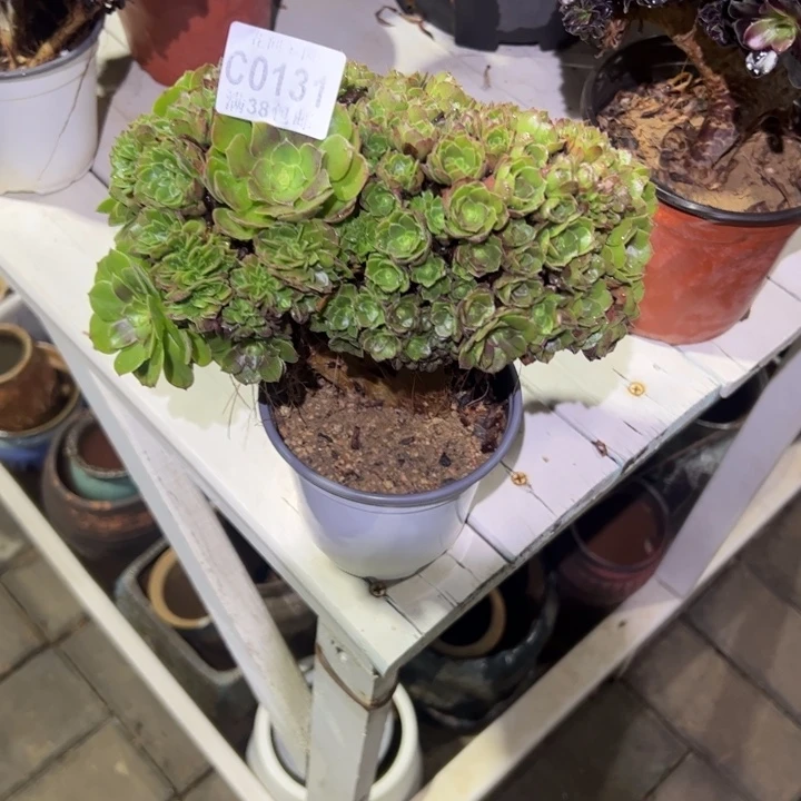 冰***地131万圣节缀化多肉植物