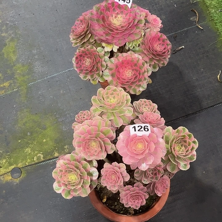 五***姐倾城粉女巫00000145126