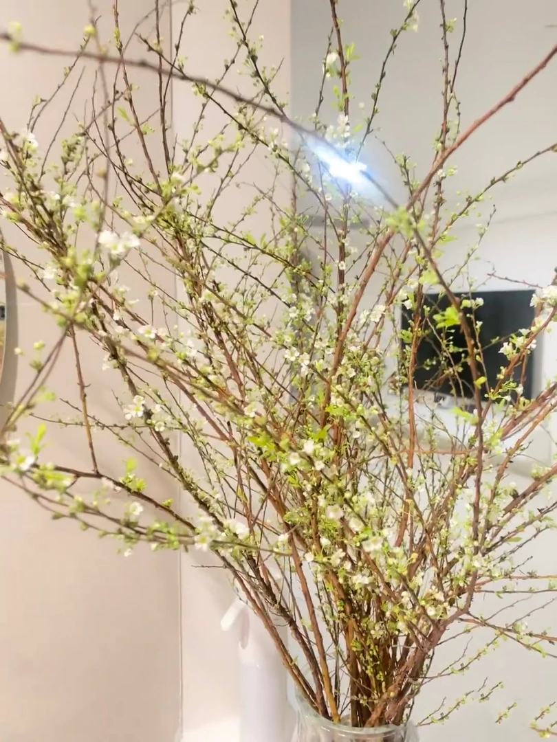 干支雪柳一把 枯木逢春 遇水开花发芽 带芽发货/懒人植物云南鲜花