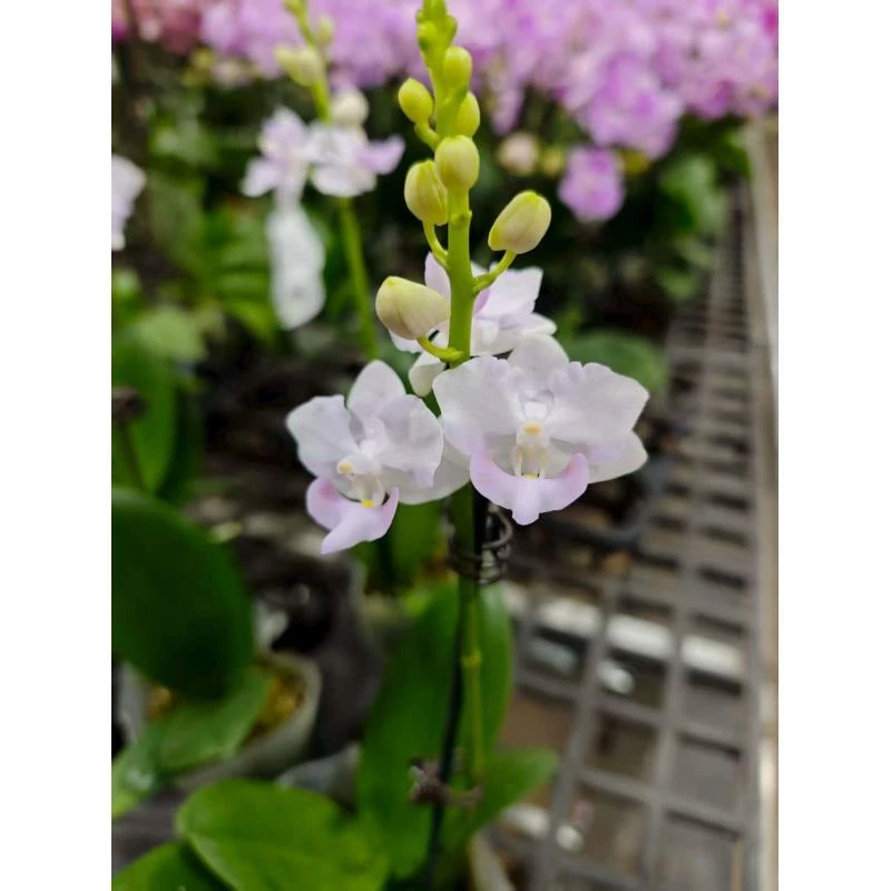 蝴蝶兰【粉猫】当苗卖 昆明直发