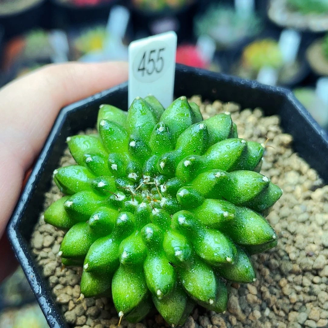 林*风非偏远地区满25包邮仙人球