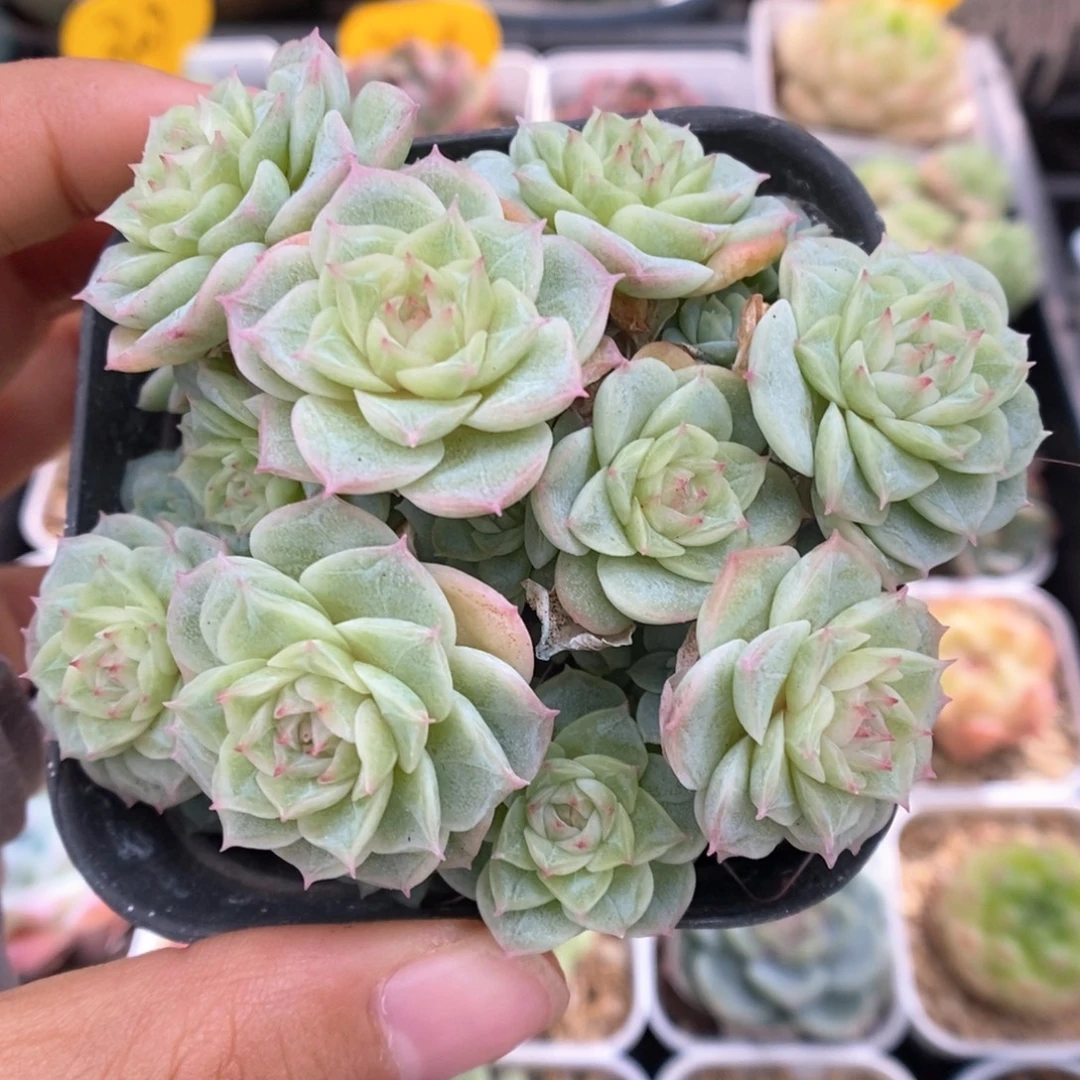 n20精品麦秆群生624号