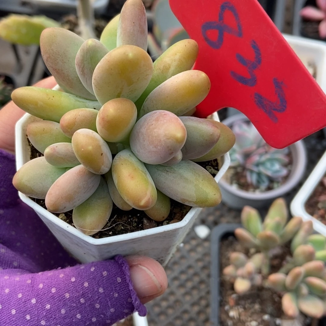832芒果奶多肉植物