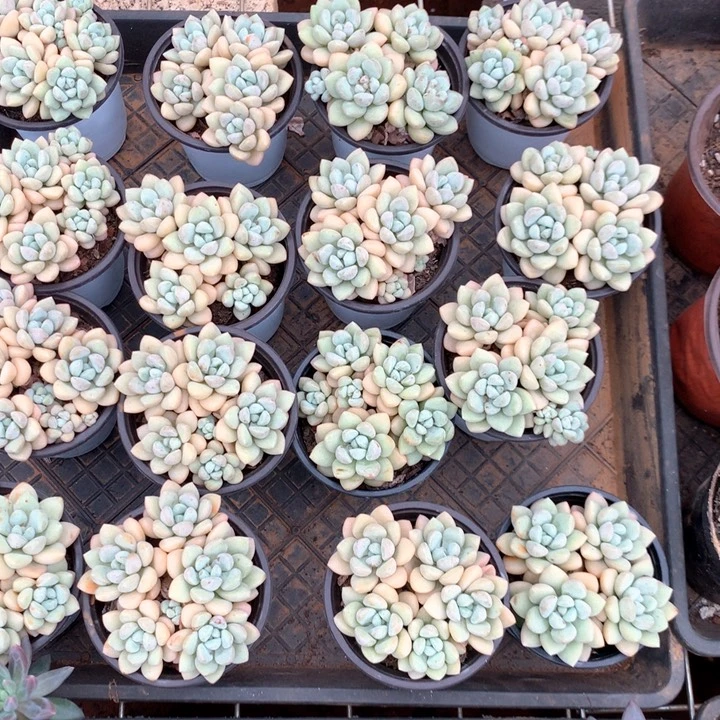 带盆土泡泡糖两颗两单包邮