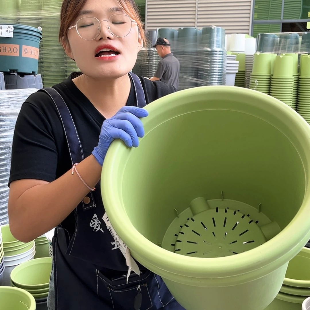 四季盆8#果绿色3个无托