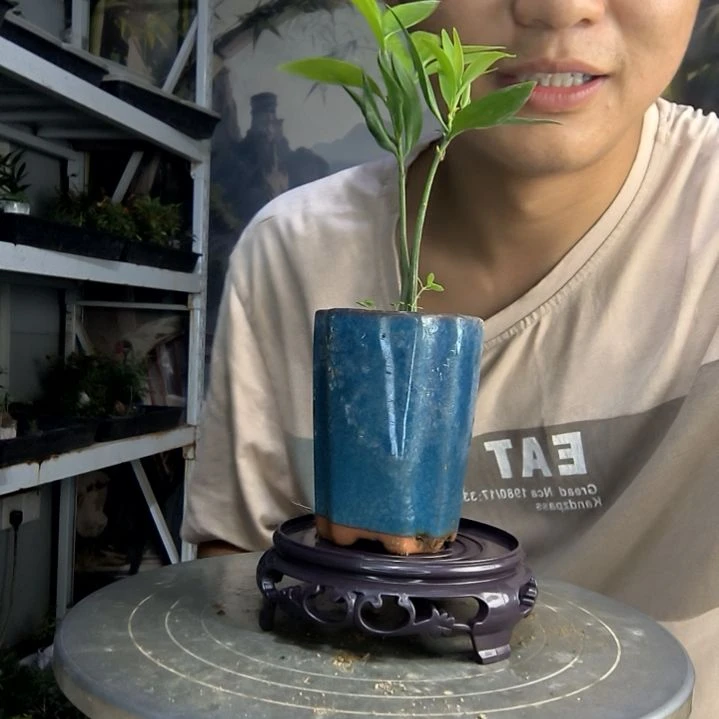 A*a中青园艺一物一拍6