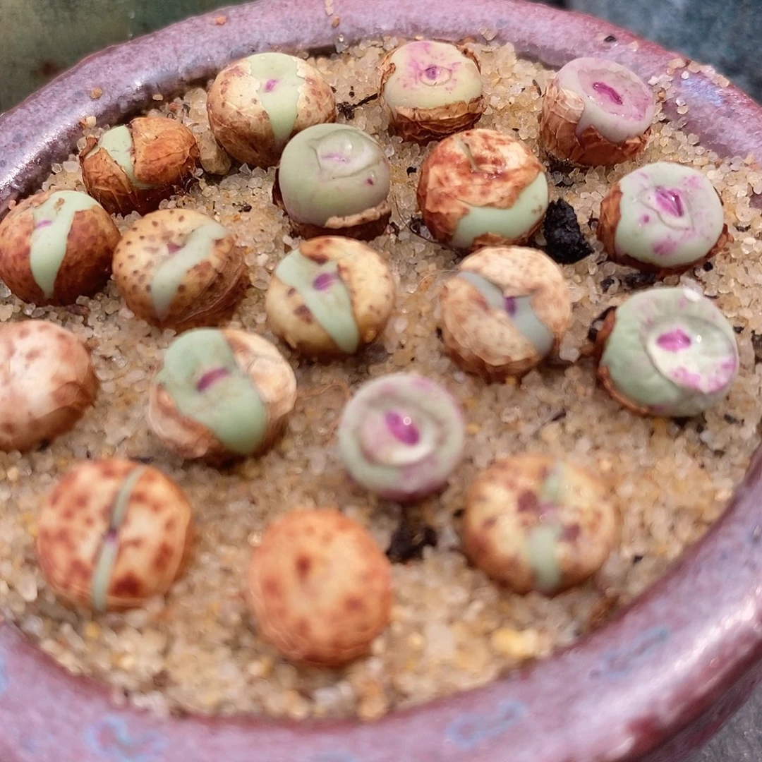 SE小红嘴一颗。