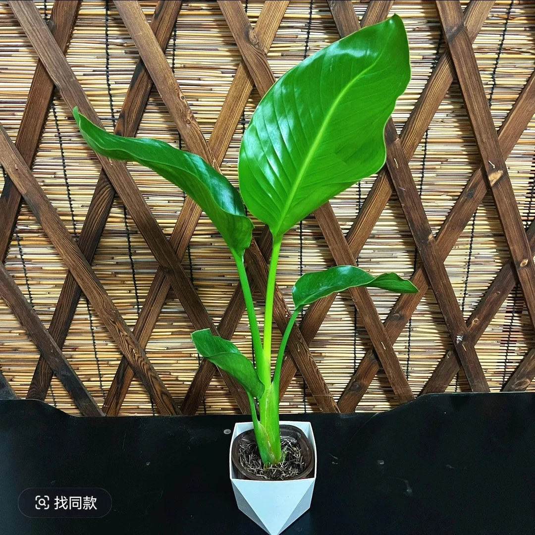 Z网红天堂鸟大绿植大型室内绿植盆栽北欧客厅办公室鹤望兰绿植