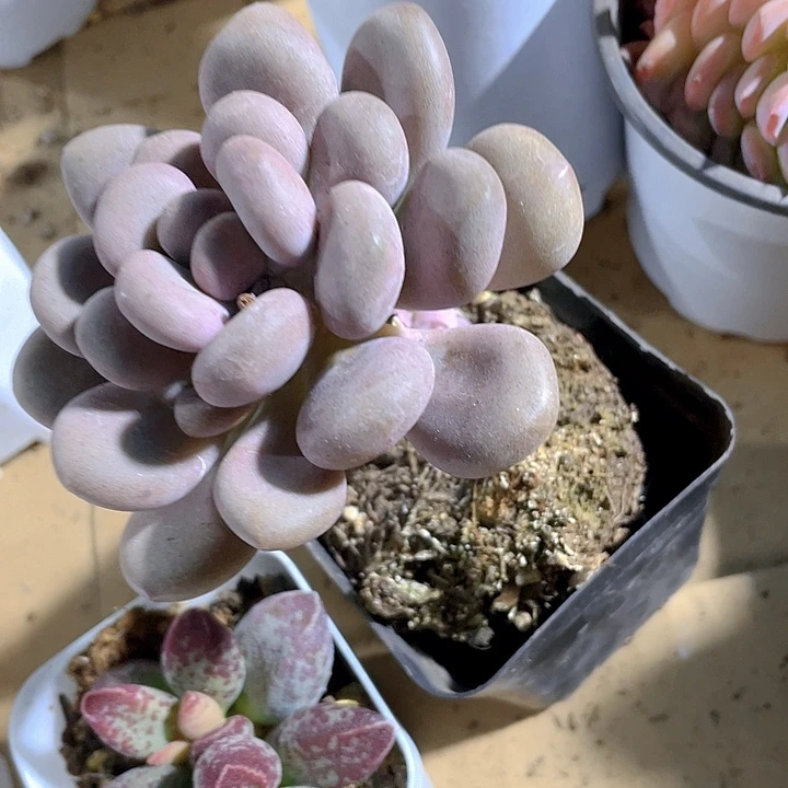 月美人9.9带盆土