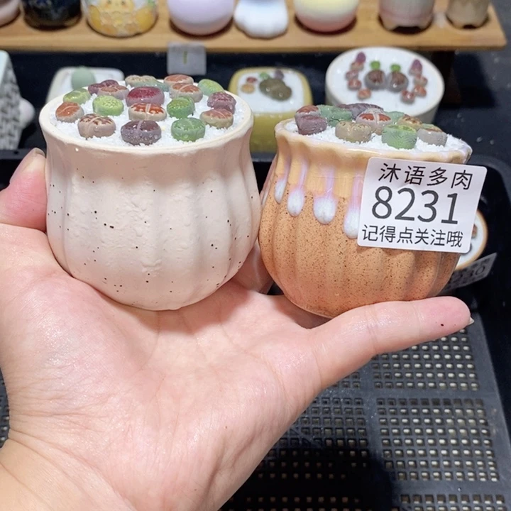 带盆土植物 精美盆栽8231