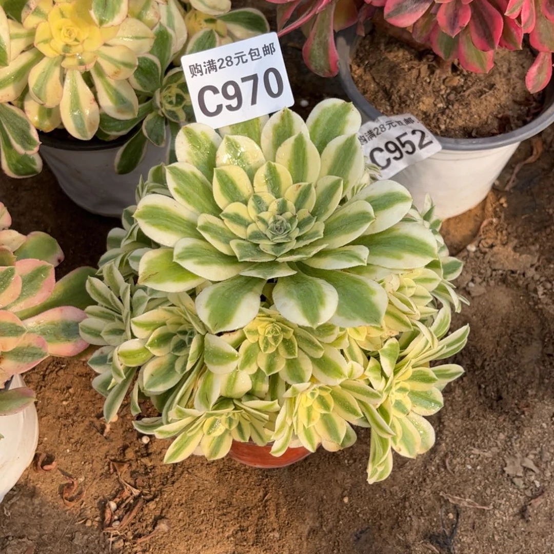 970多肉植物迈巴赫