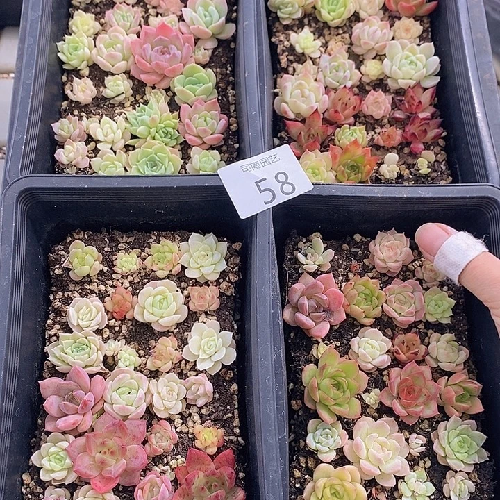 58 多肉植物盆栽花卉