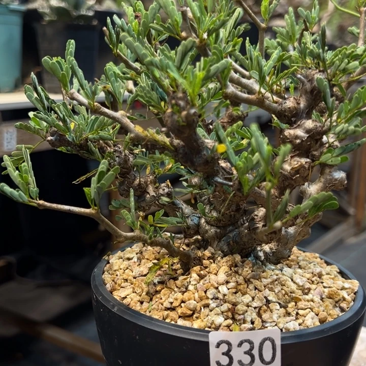 -****7330沙漠苏木块根植物带盆发货