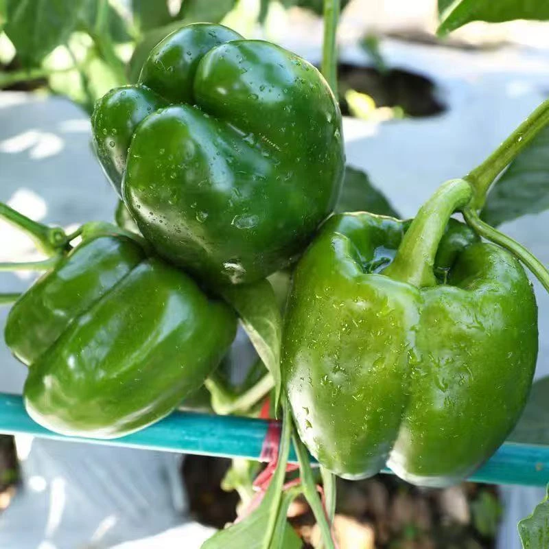 当季现摘现发产地直发绿圆椒菜椒甜椒太空椒可生食新鲜圆椒农家