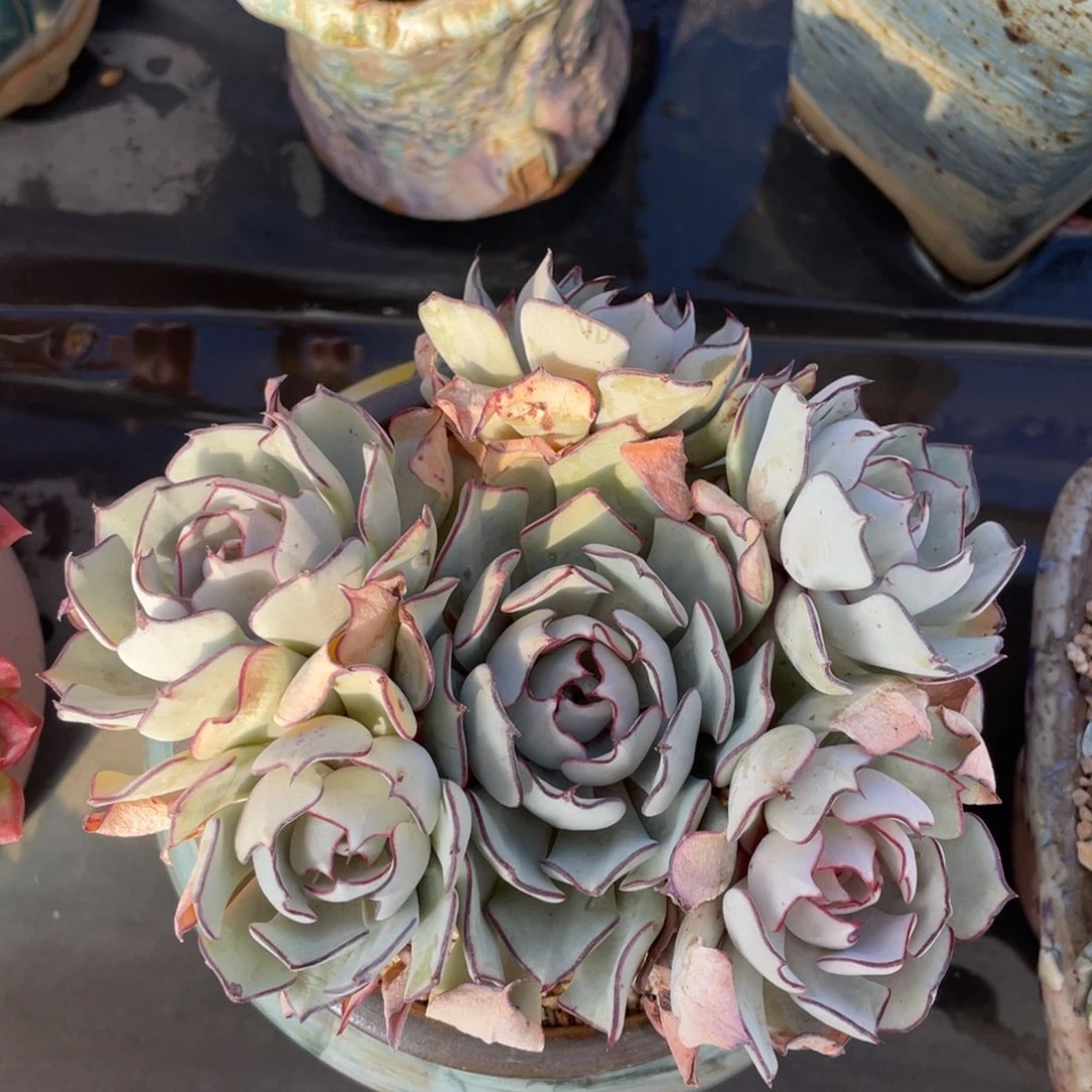 剑斯诺娃整装无砍