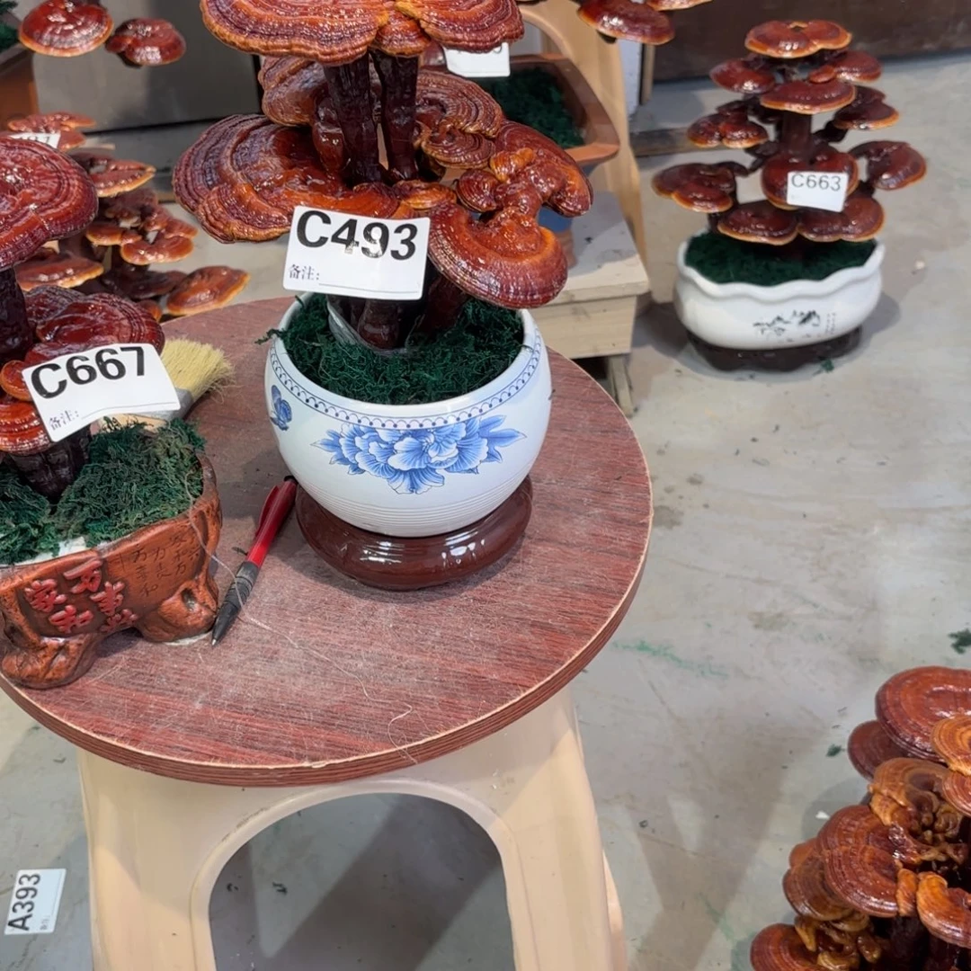 清***栈灵芝888888兔兔8888888