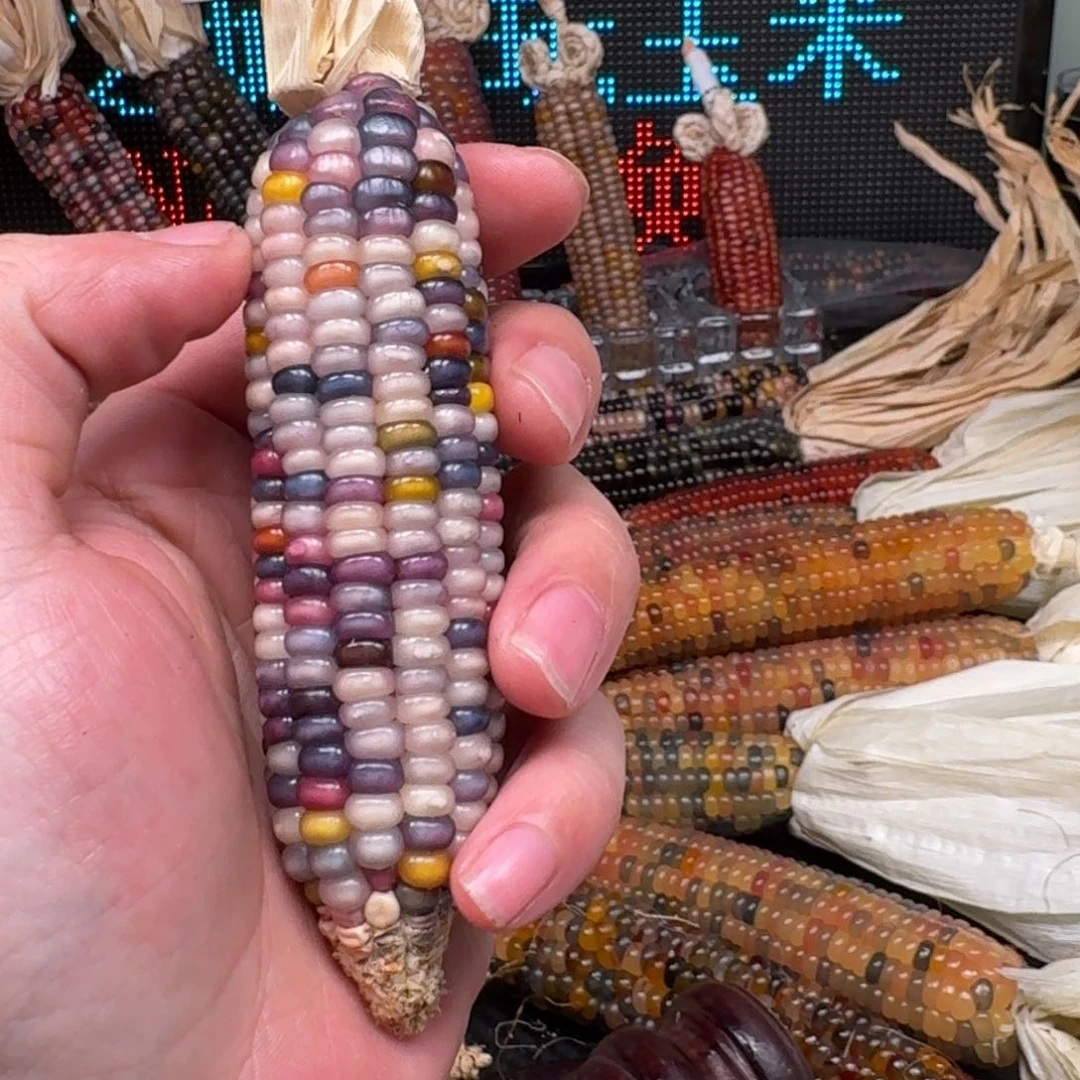 柏香籽/百香籽吊坠瑶*万
