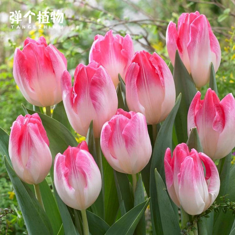 弹个植物进口郁金香种球5度球荷兰球水培土培种子盆栽地栽