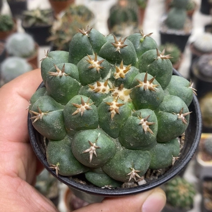 短豪刺象牙特价福利