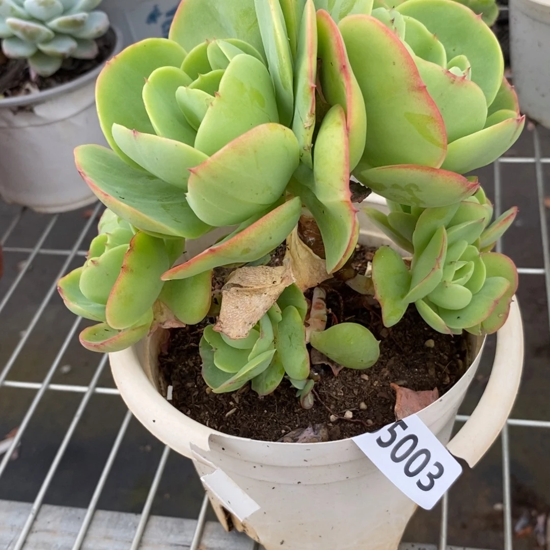 5003碧桃一物一拍