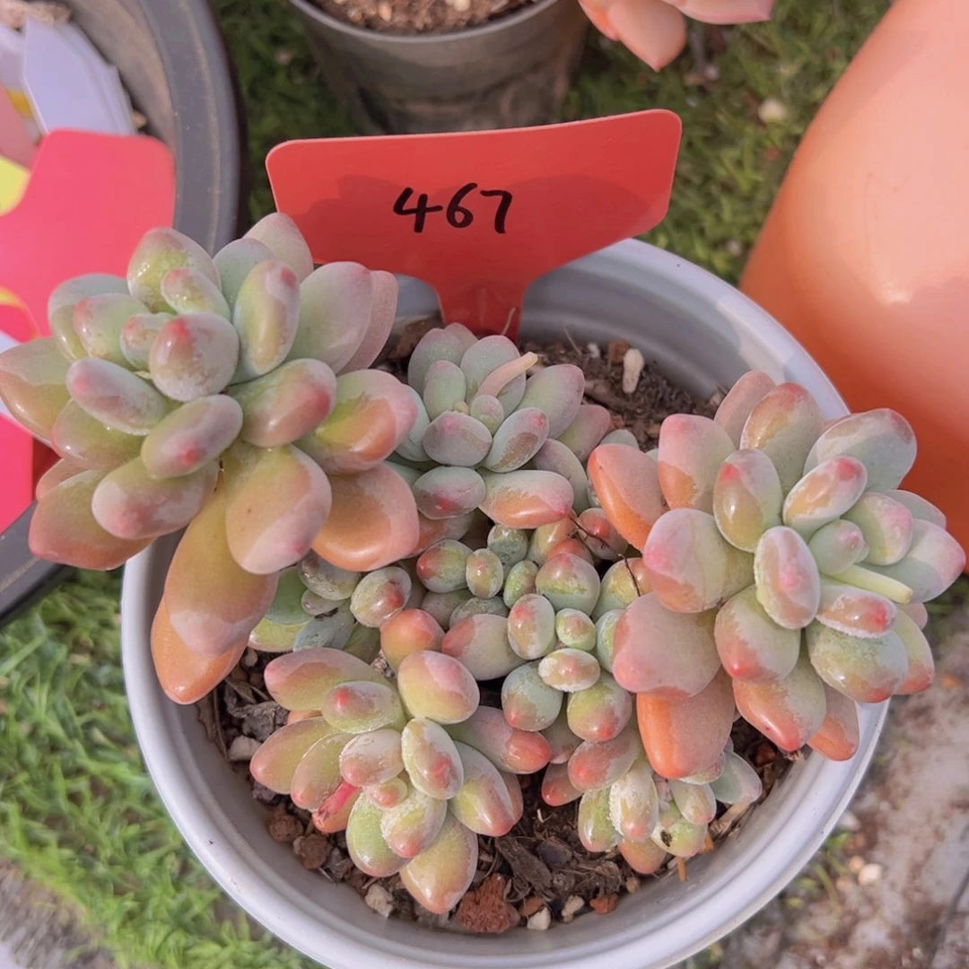 香玉的故事是一个人的故事