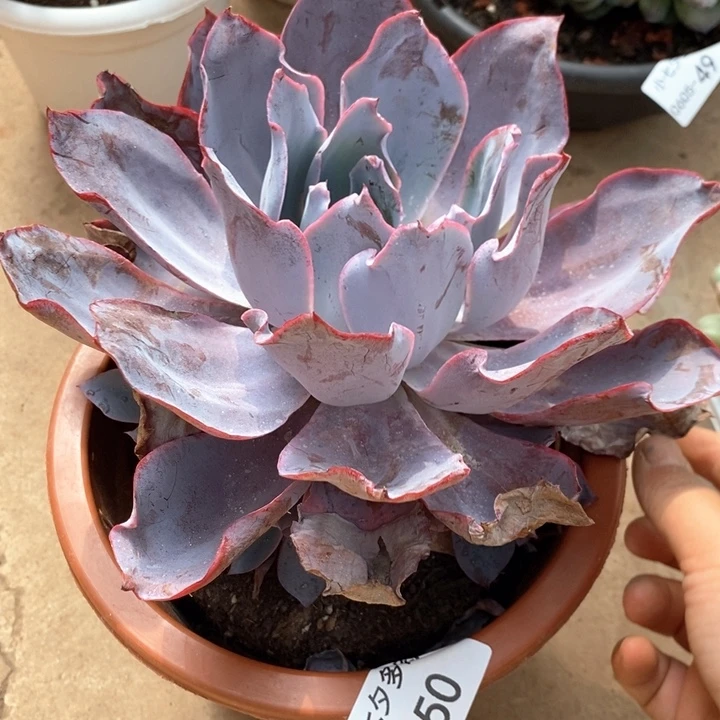 细****…小七夕多肉晚霞50