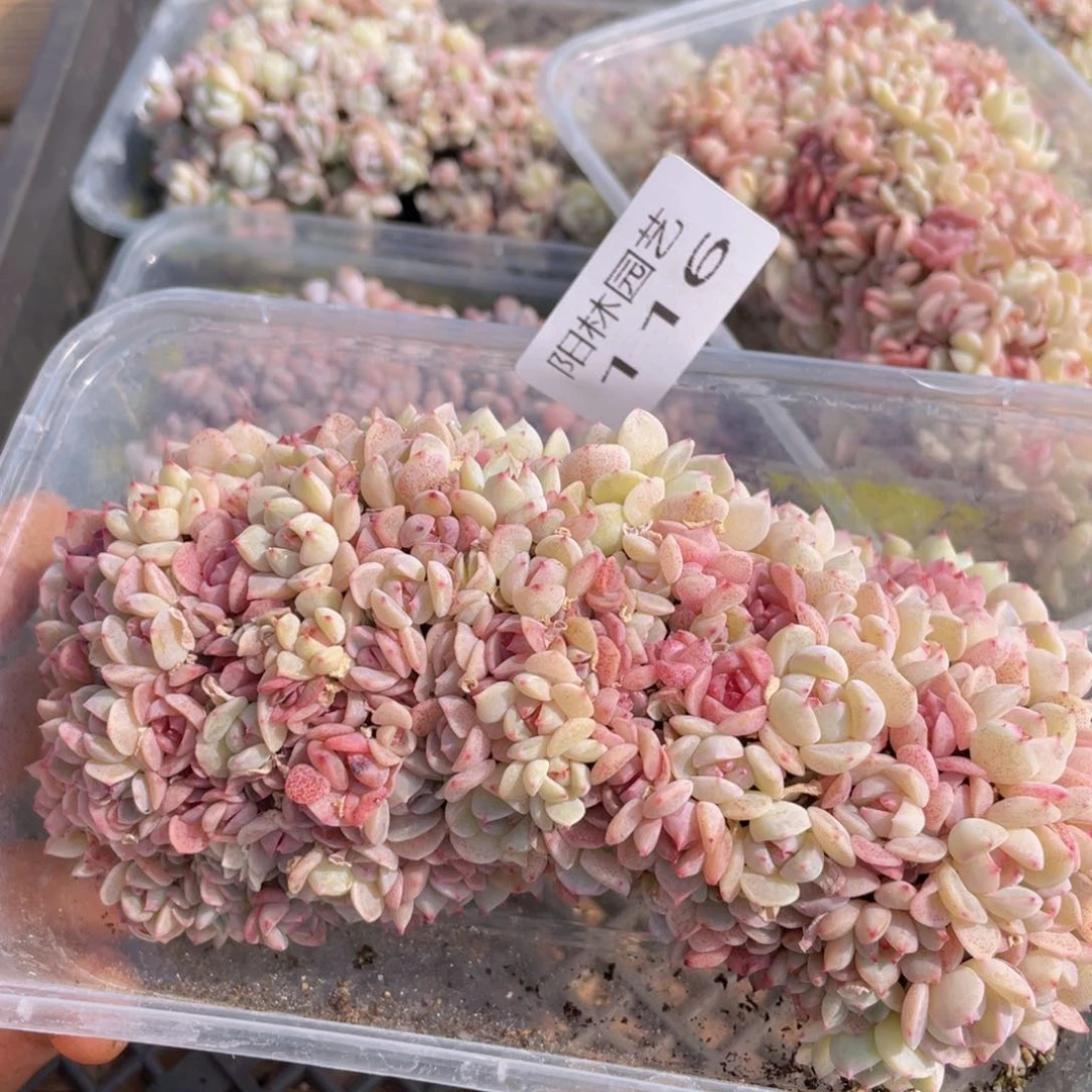 多****富多肉植物多肉植物116