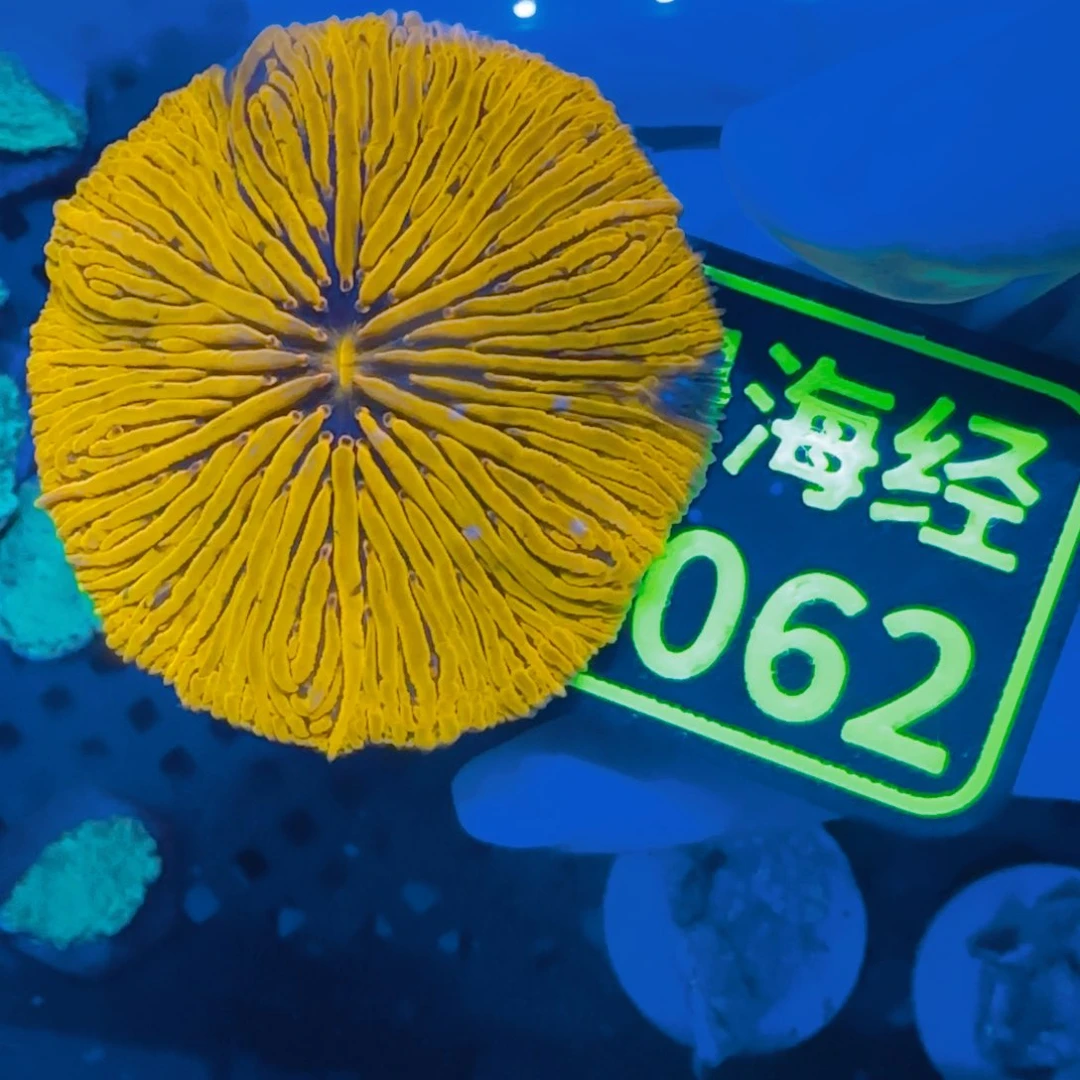 籼***纽扣珊瑚晓晓不包邮露骨金飞盘C062