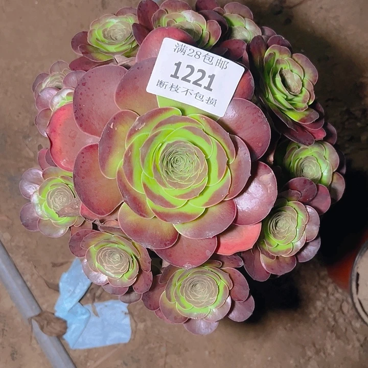 1221魅金玫瑰多肉植物
