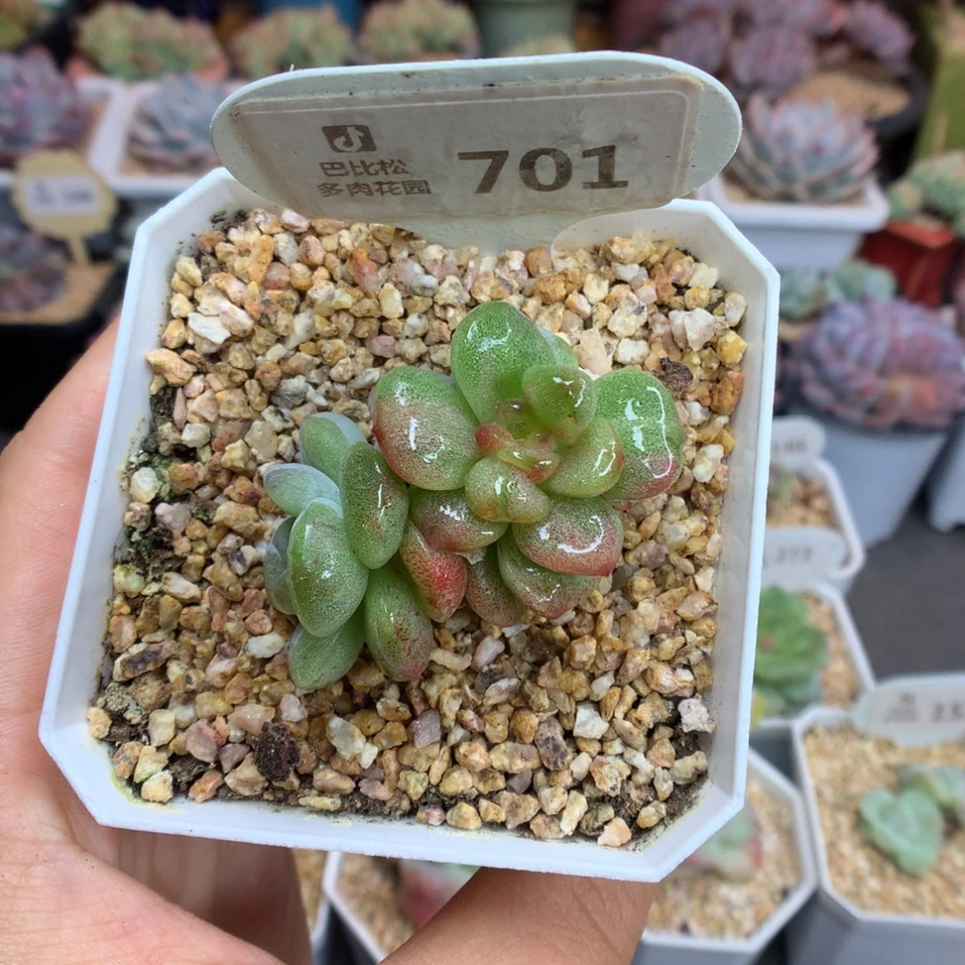 701双头彩色冰玉石化多肉植物