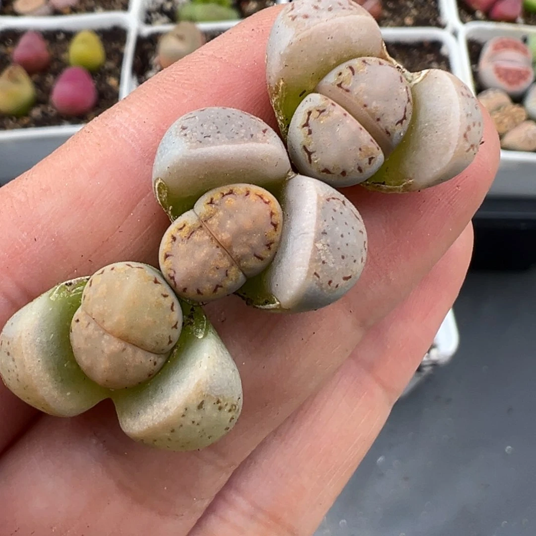 2.16好看的多肉777