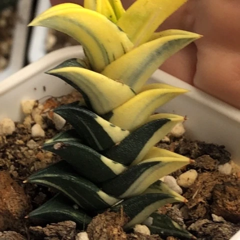 夕*龙城锦带盆发货哈哈哈哈