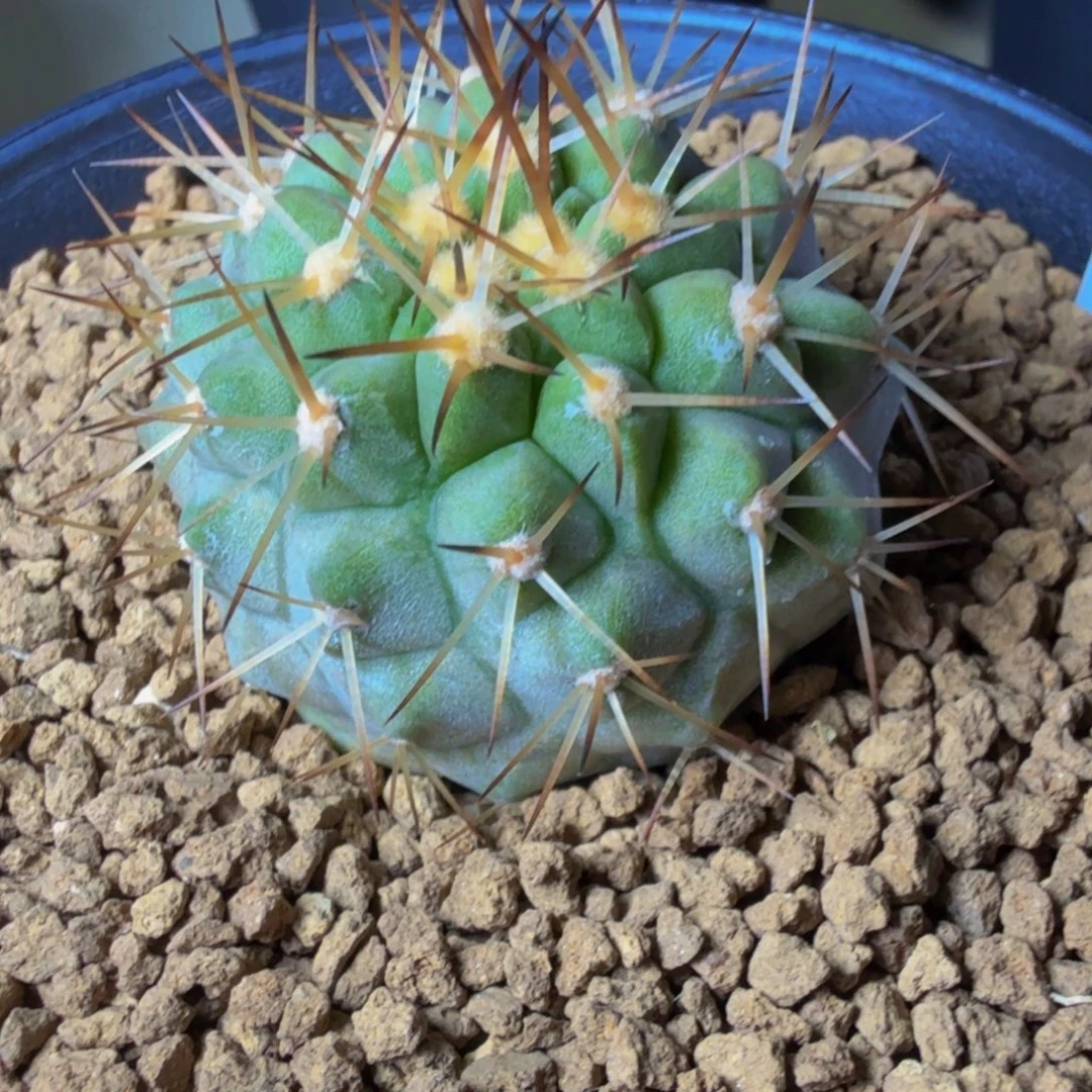 白刺孤龙 实生阿赞比