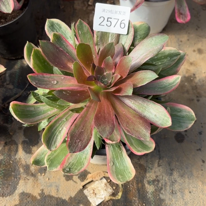 浣纱多肉法师2576