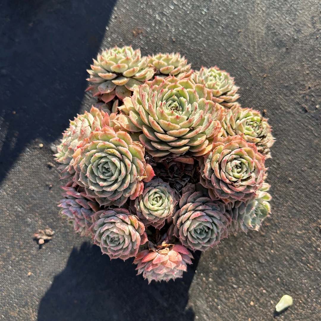 昂斯诺  金金精品多肉植物