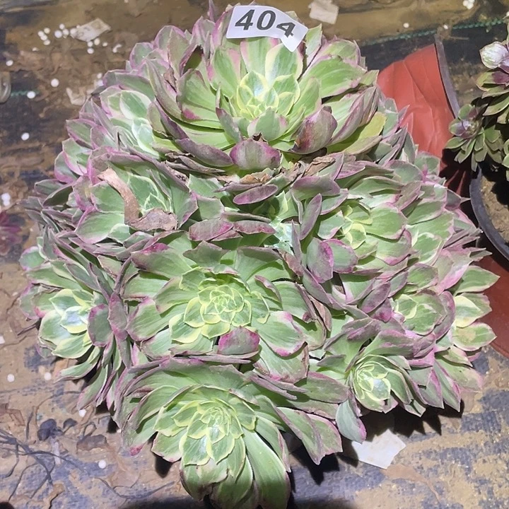 多肉植物断枝不包404水蜜桃