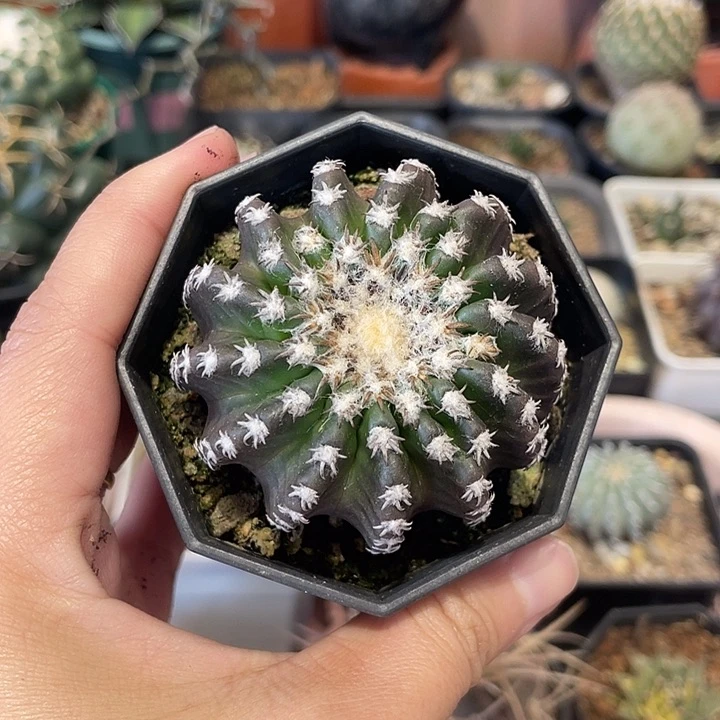 实生奇特球仙人球一颗