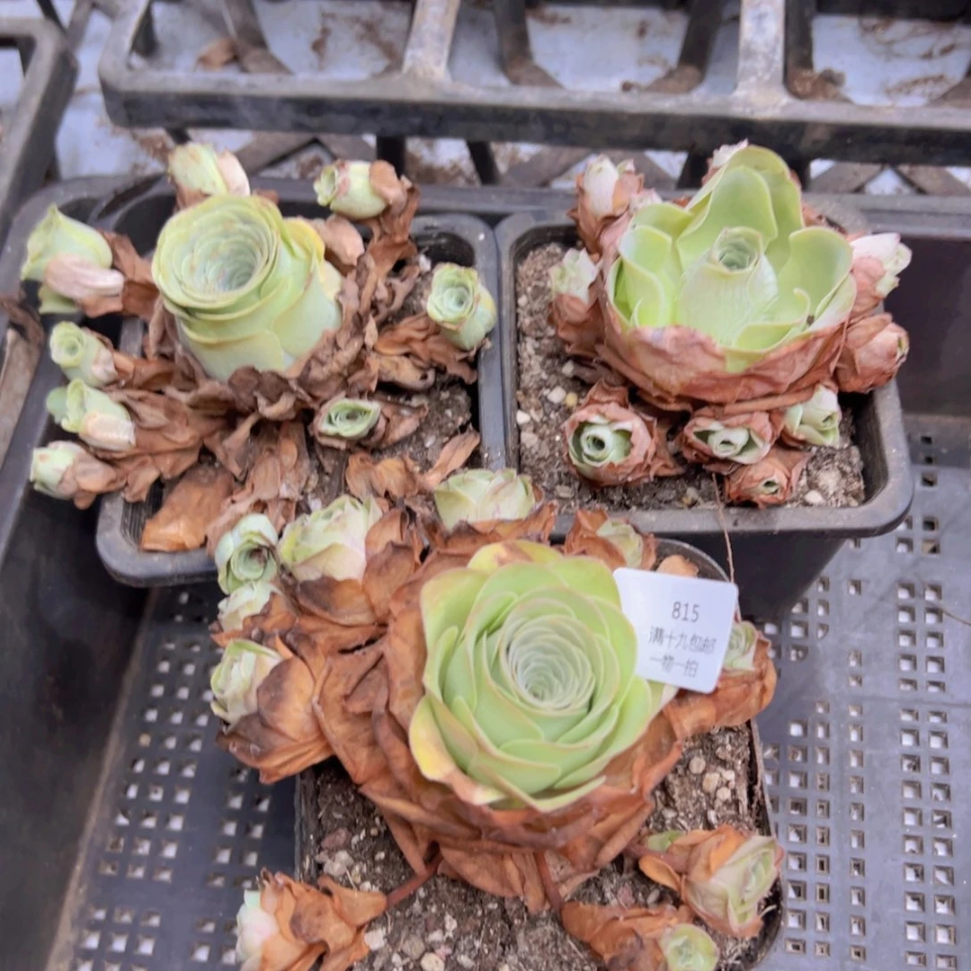 815 侧牙掉了不包损无售后