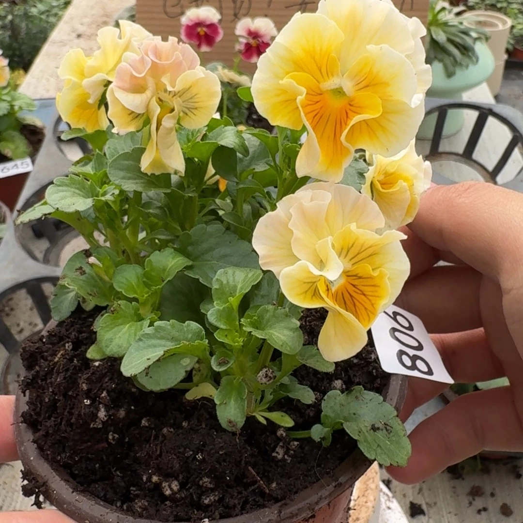 大部分花苞少量开放806