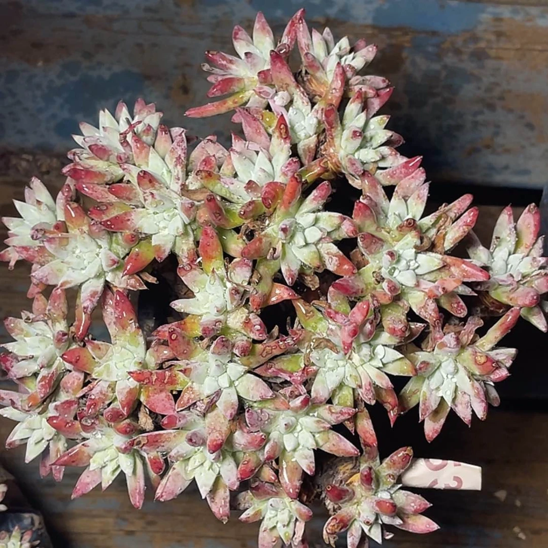 【闪购商品】法姆老庄