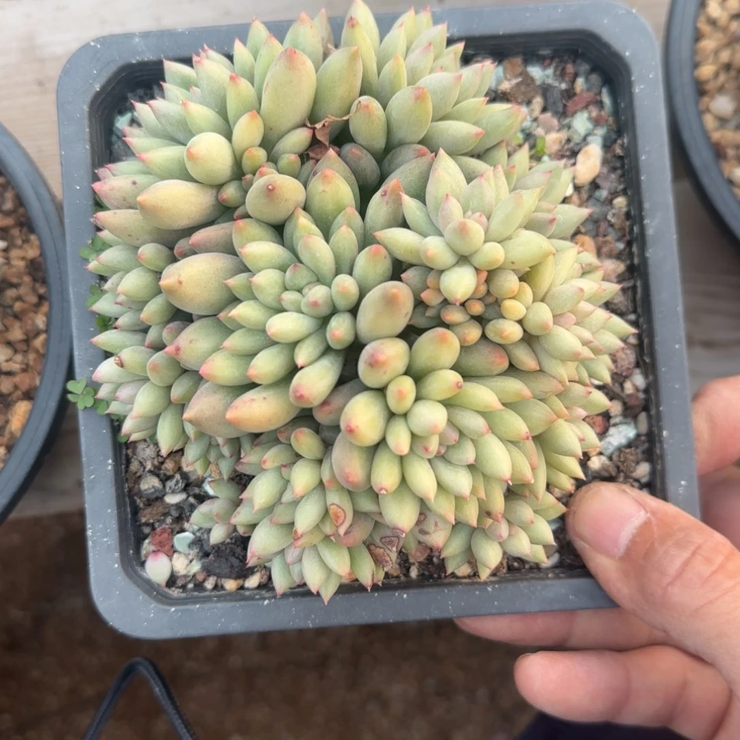 岩字老桩多肉五十包邮