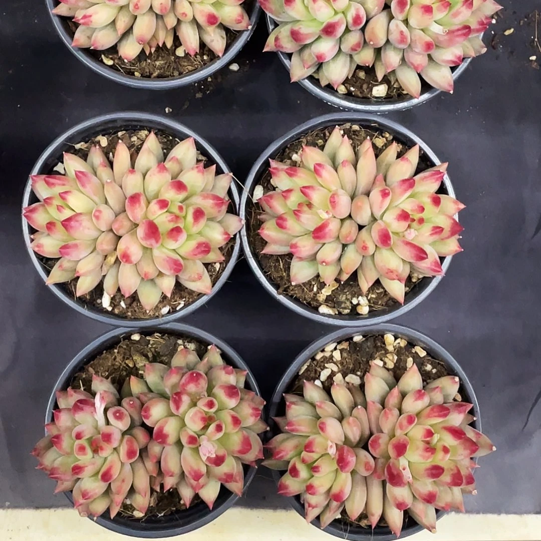 哥哥二代虞美人六颗