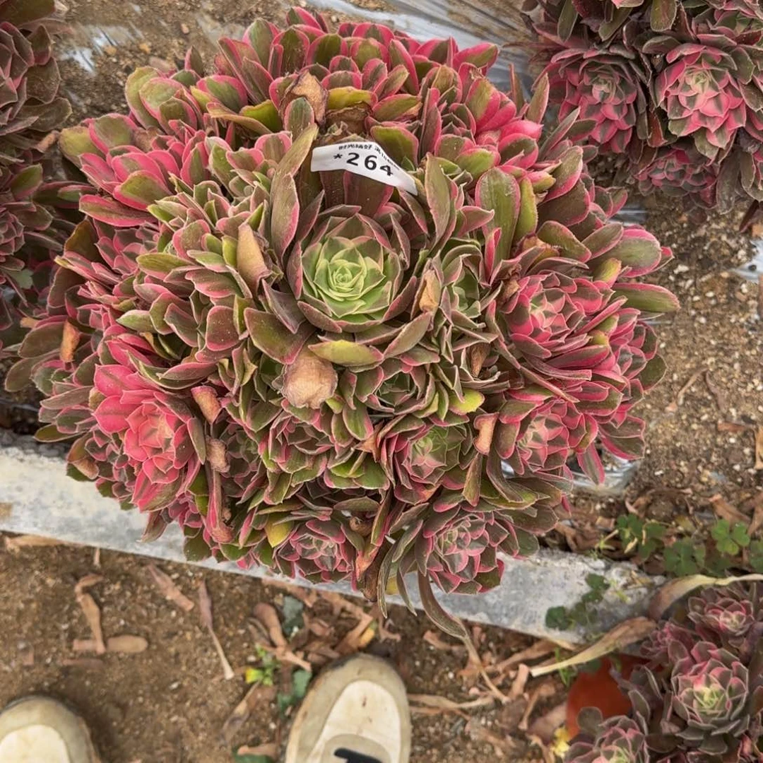 云***飘264男神寄养到秋多肉