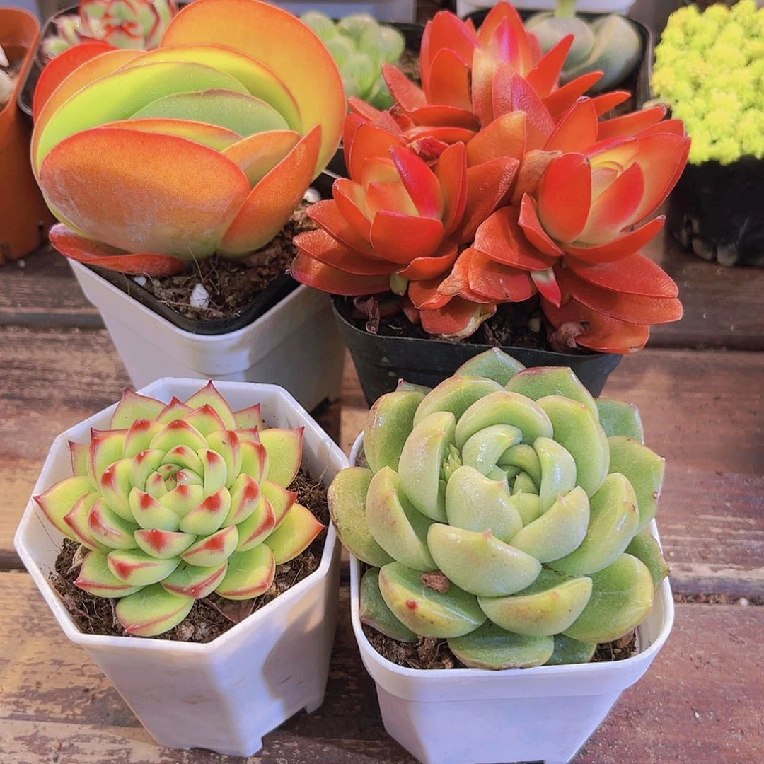 唐印➕月亮石➕火祭群➕白玫瑰