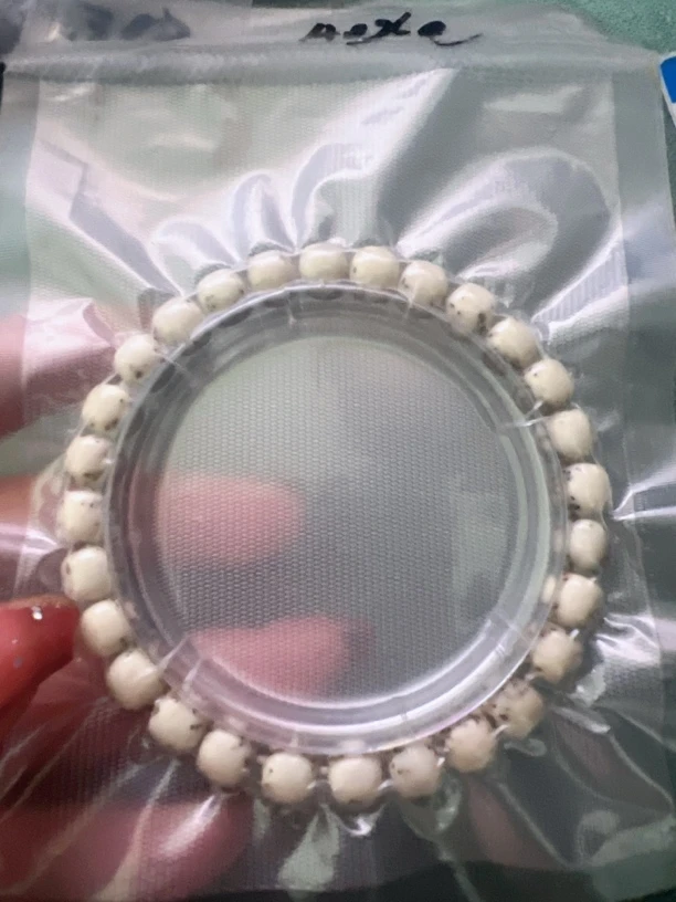 星月菩提精品河豚手串8/7一物一图