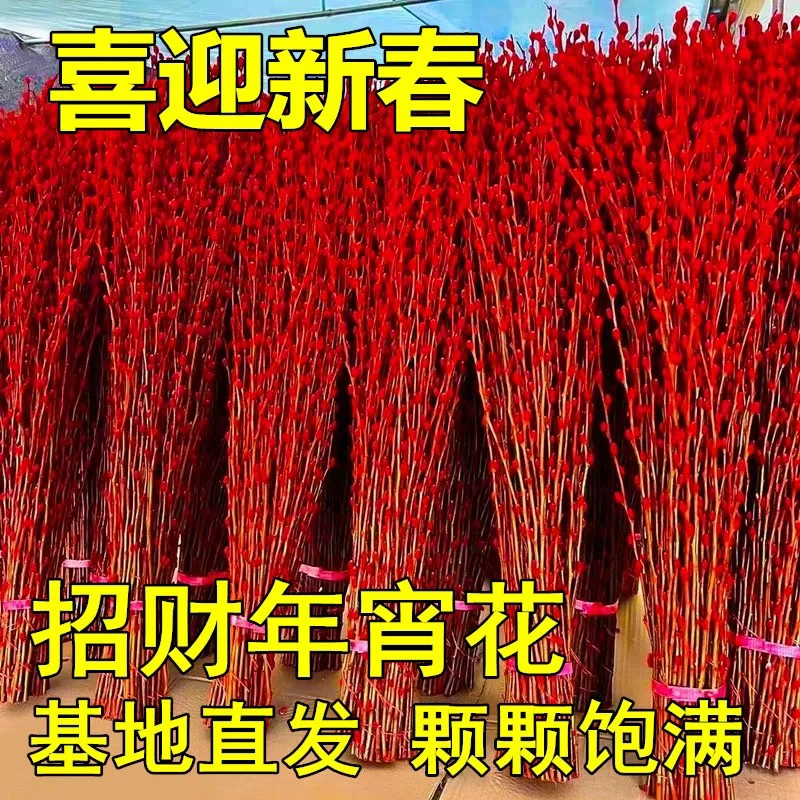 红色招财银柳干花真花鲜枝耐寒年宵花水培花卉室内客厅摆放装饰花