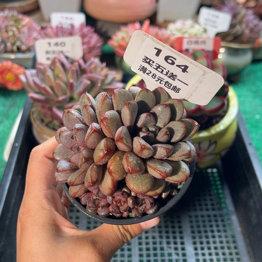 表妹精品多肉植物164.